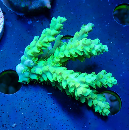 Acropora
