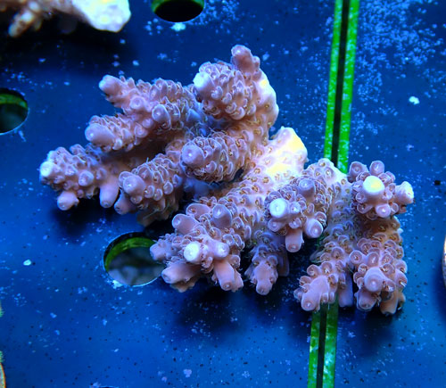 Acropora