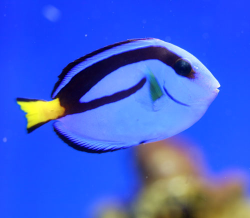 ナンヨウハギ