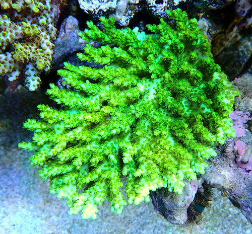 Acropora