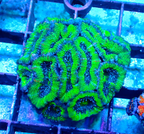 カクオオトゲ