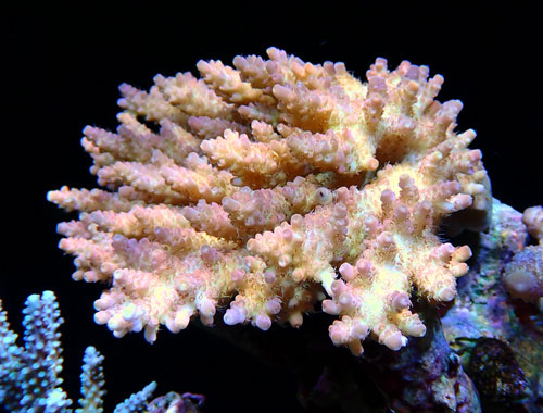Acropora