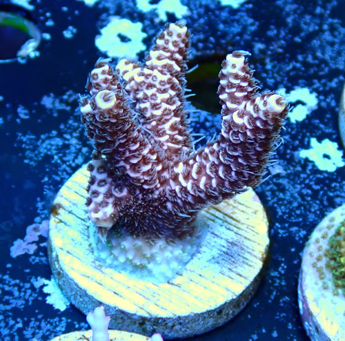 CE  Acro  Mille Purple