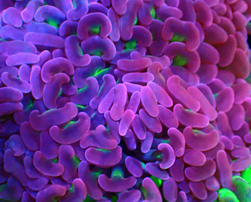 画像2: ナガレハナ (2)