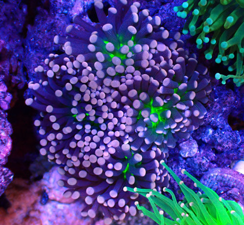 画像1: ハナサンゴ (1)