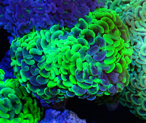 画像1: ナガレハナ (1)