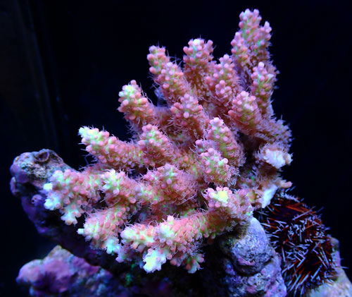 画像1: Acropora (1)