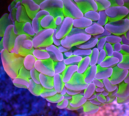 画像2: ナガレハナ (2)