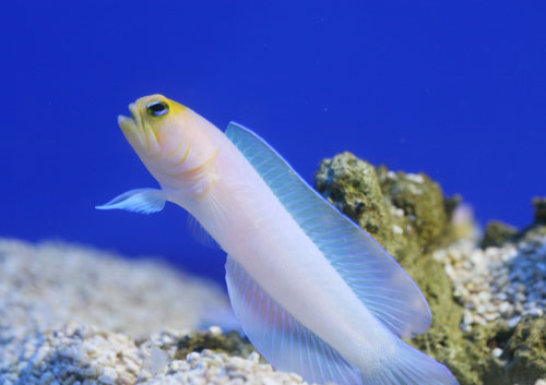 画像1: イエローヘッドジョー (1)